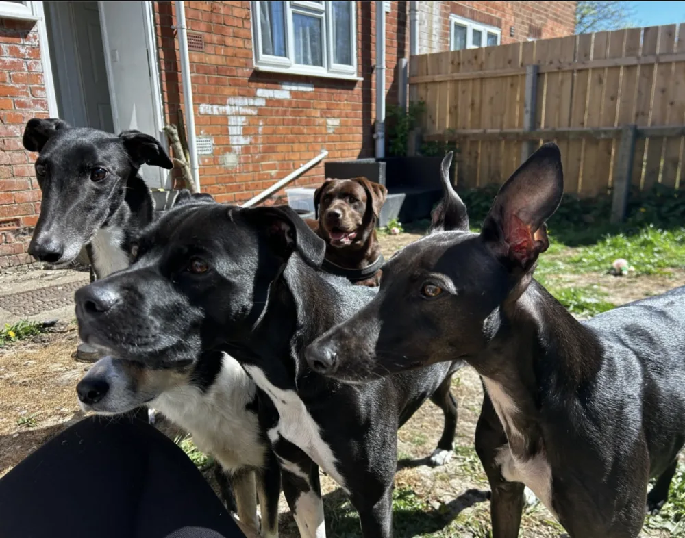 RK adventures ltd - Hartlepool pet otel