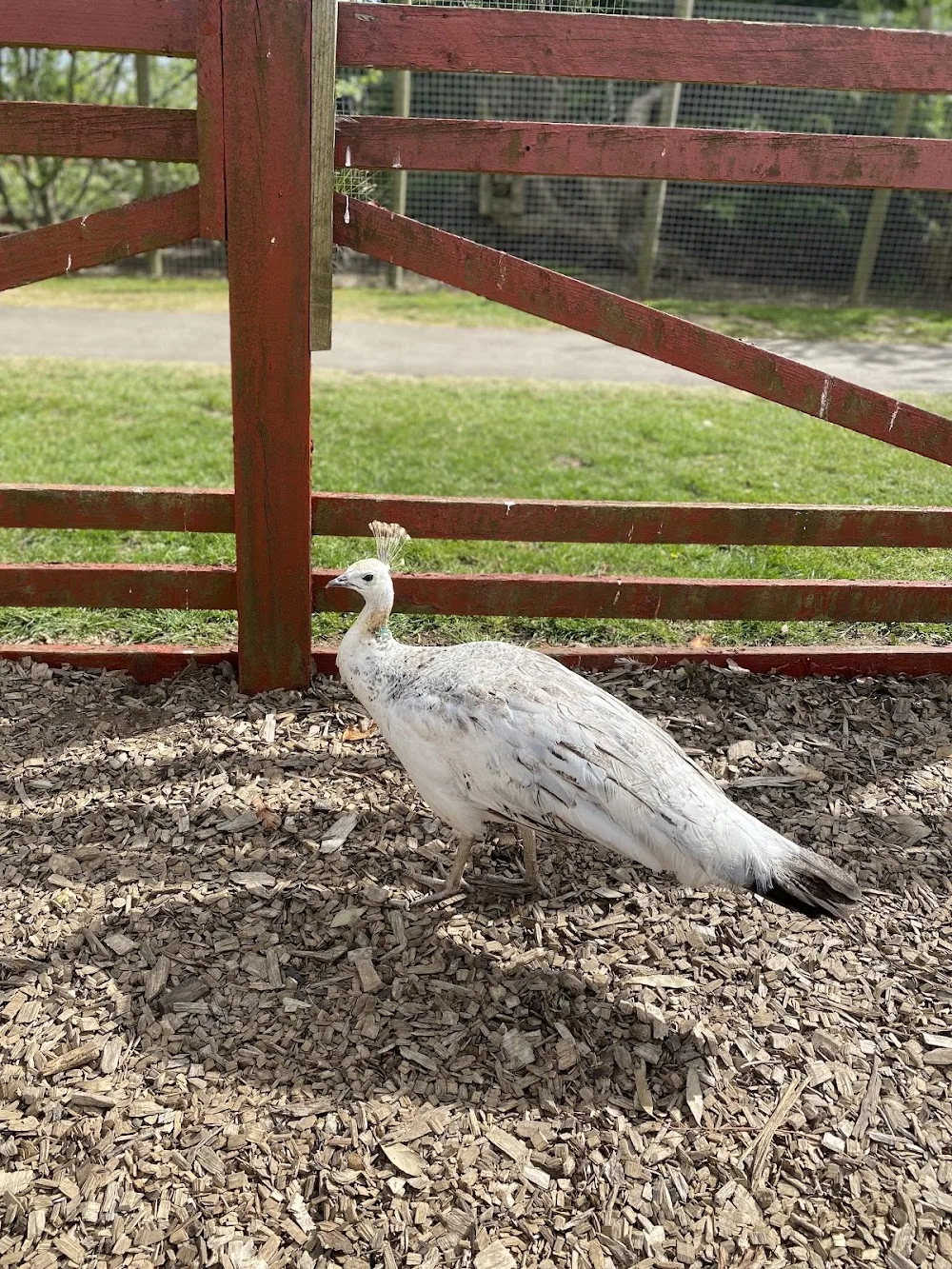 Tweddle Children's Animal Farm - Hartlepool pet otel görseli 3