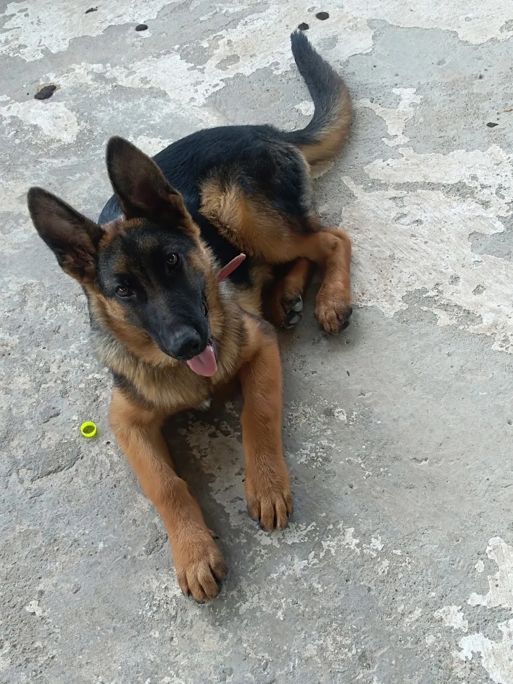 Antakya K9 Köpek Eğitim Okulu ve Köpek Oteli - Hatay pet otel