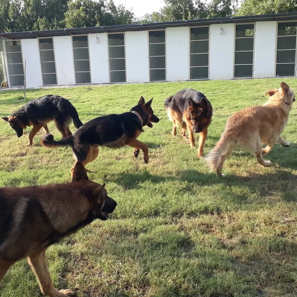 Antakya K9 Köpek Eğitim Okulu ve Köpek Oteli - Hatay pet otel görseli 3
