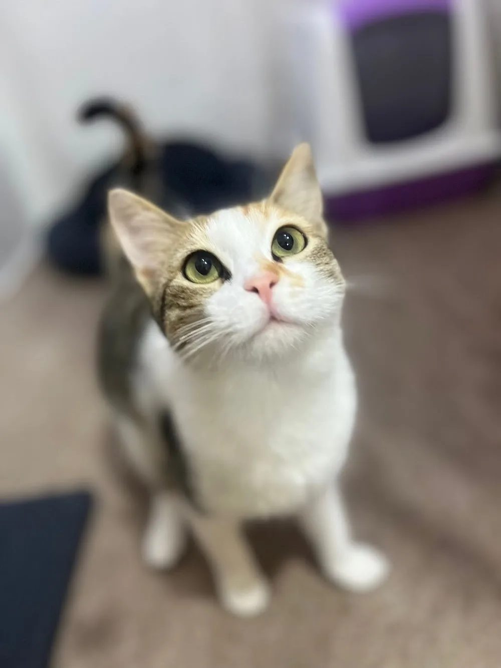 Bettmy Kedi Oteli Ve Pet Kuaför - Hatay pet otel