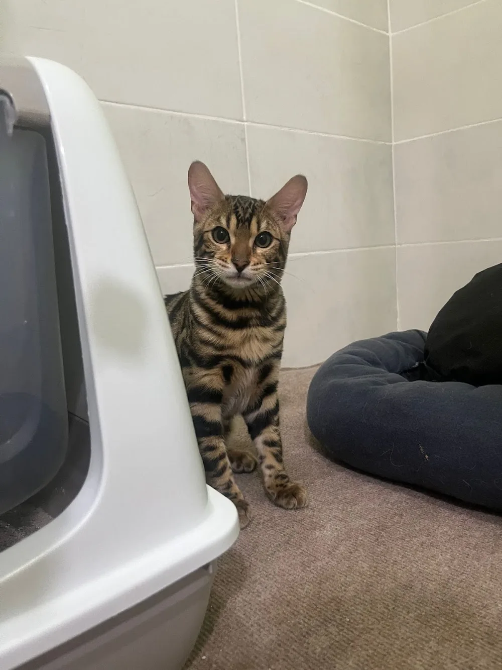 Bettmy Kedi Oteli Ve Pet Kuaför - Hatay pet otel görseli 3