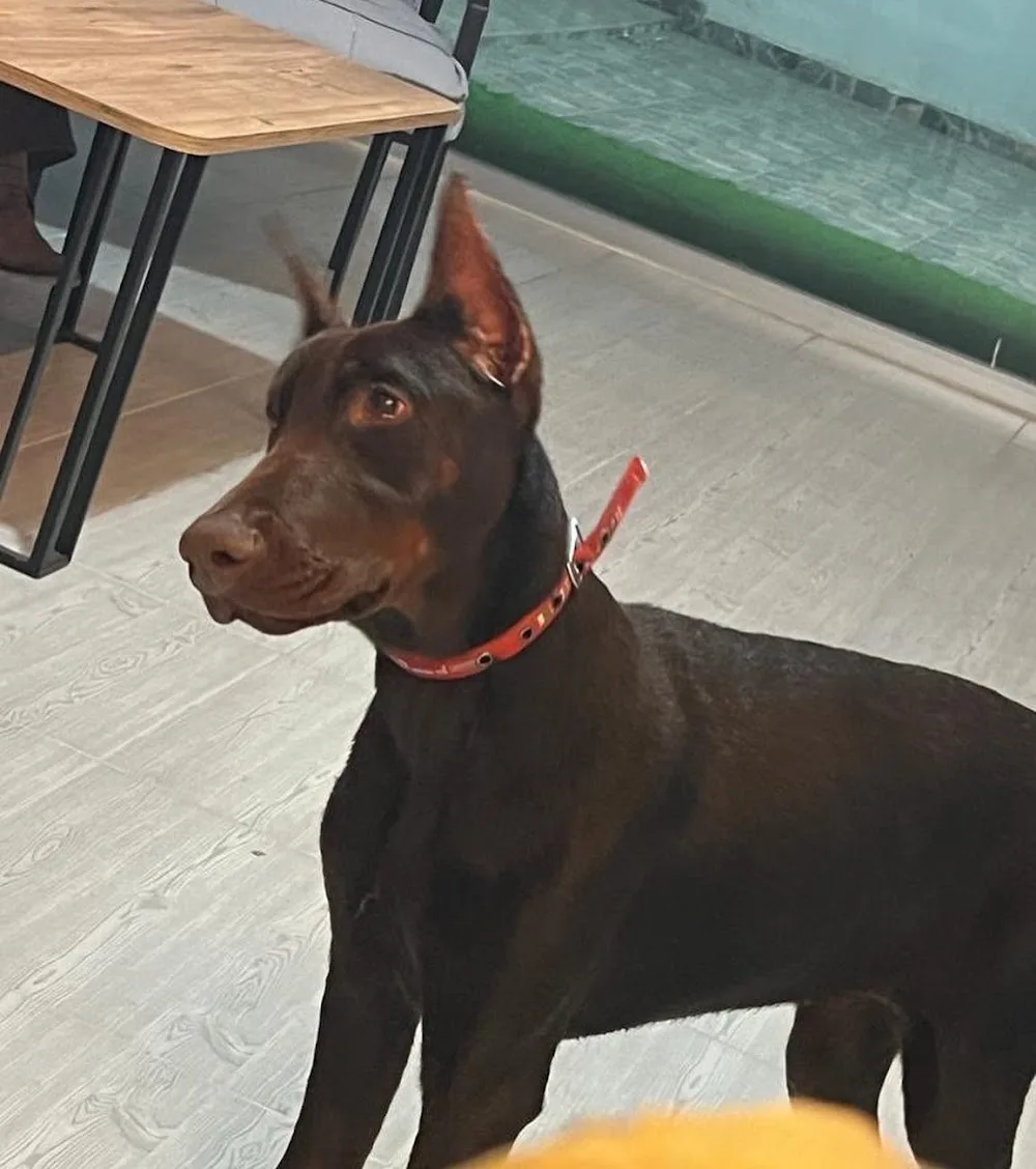 HATAY KÖPEK EGİTİMİ VE HOTELİ - Hatay pet otel görseli 3