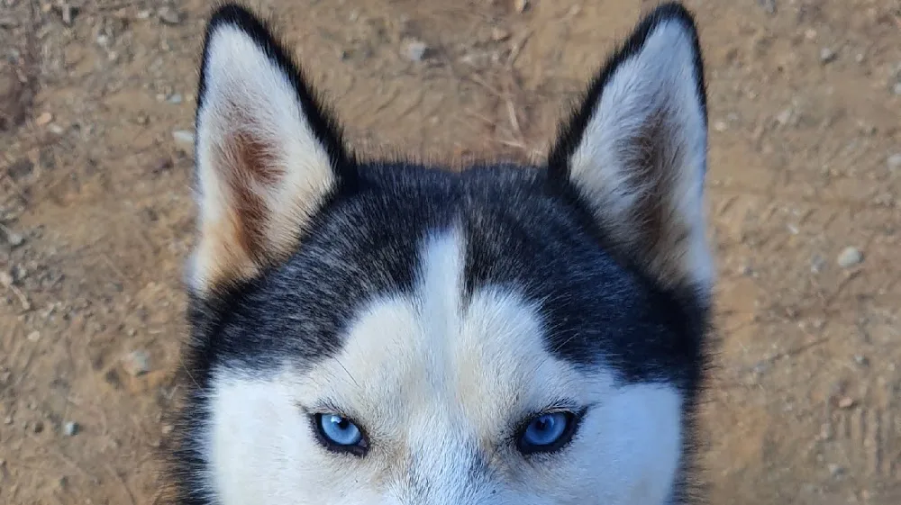 HATKEM.COM.TR HATAY KÖPEK EĞİTİM VE KONAKLAMA - SINCE 2006 - Hatay pet otel görseli 2
