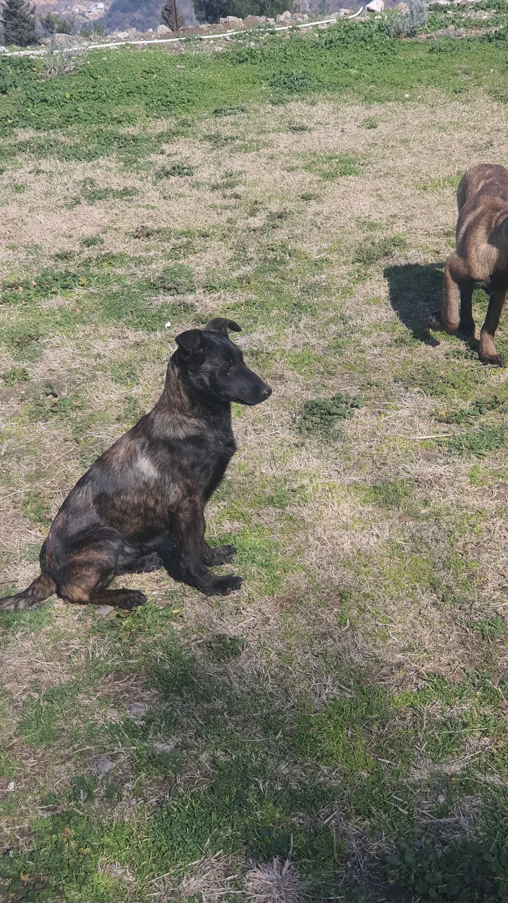 HATKEM.COM.TR HATAY KÖPEK EĞİTİM VE KONAKLAMA - SINCE 2006 - Hatay pet otel görseli 3