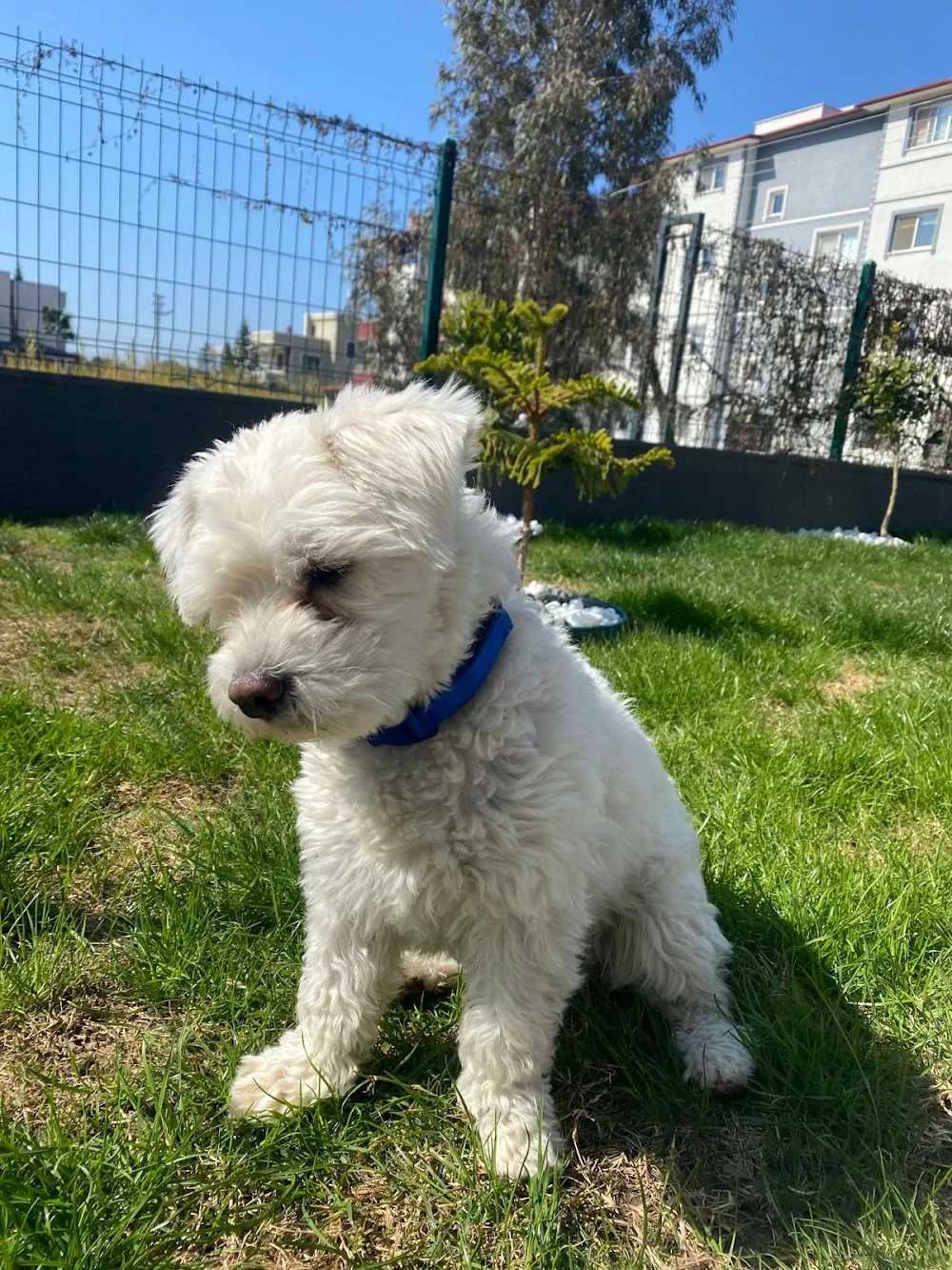 PetHome İskenderun Kedi & Köpek Oteli ve Eğitim Merkezi. Pet Otel - Hatay pet otel görseli 2