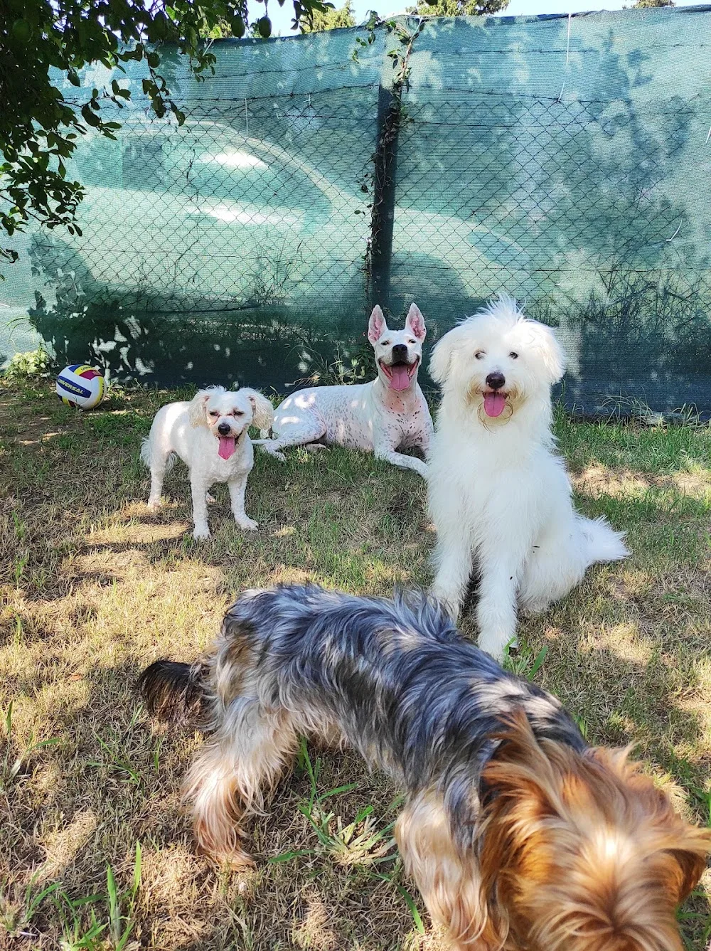 PetHome İskenderun Kedi & Köpek Oteli ve Eğitim Merkezi. Pet Otel - Hatay pet otel görseli 3