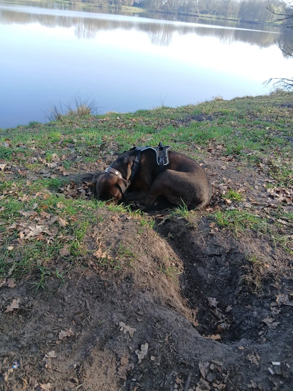 Freya & Friends - Hundebetreuung - Hatten pet otel