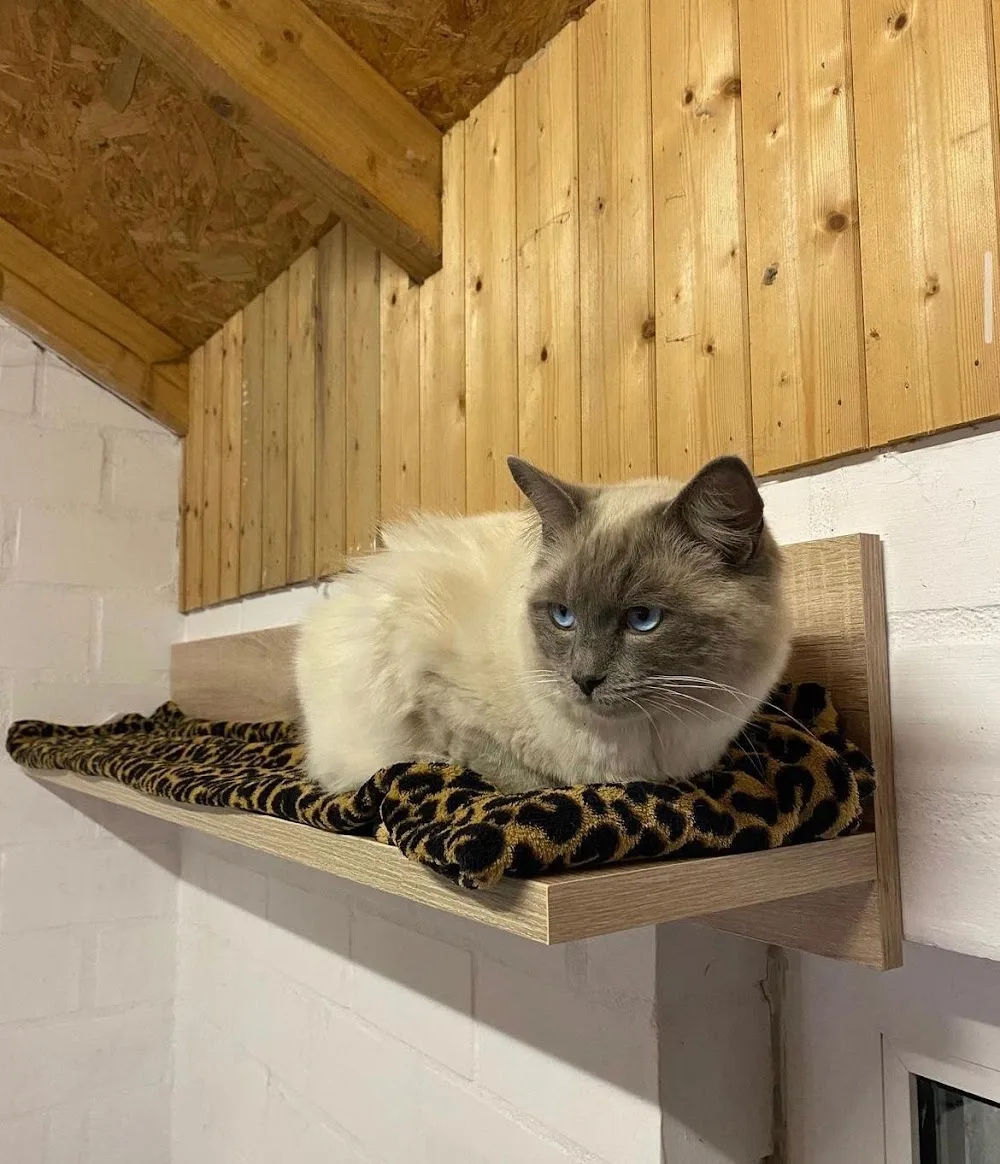 Katzenpension Ostfriesland - Hatten pet otel görseli 3