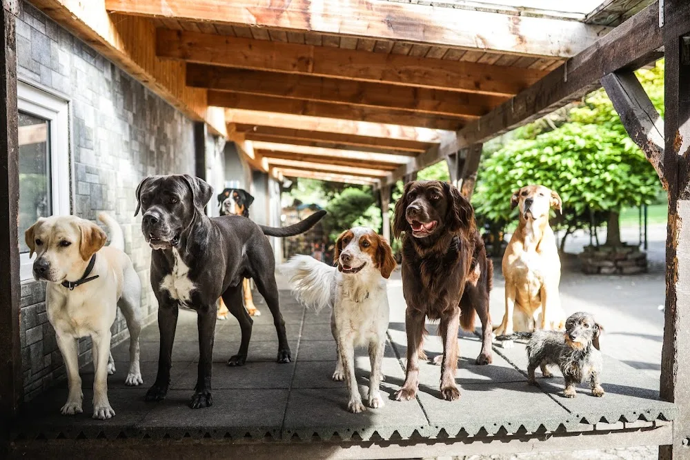 Hunde-Oase - Hattingen pet otel görseli 3