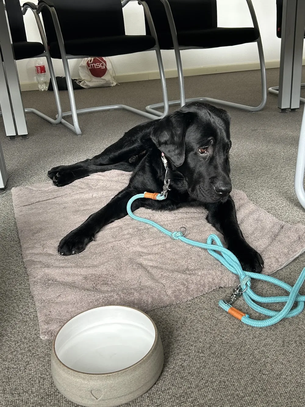 lena about dogs - Hundebetreuung, Maulkorbberatung & Hundetraining - Hattingen pet otel görseli 3