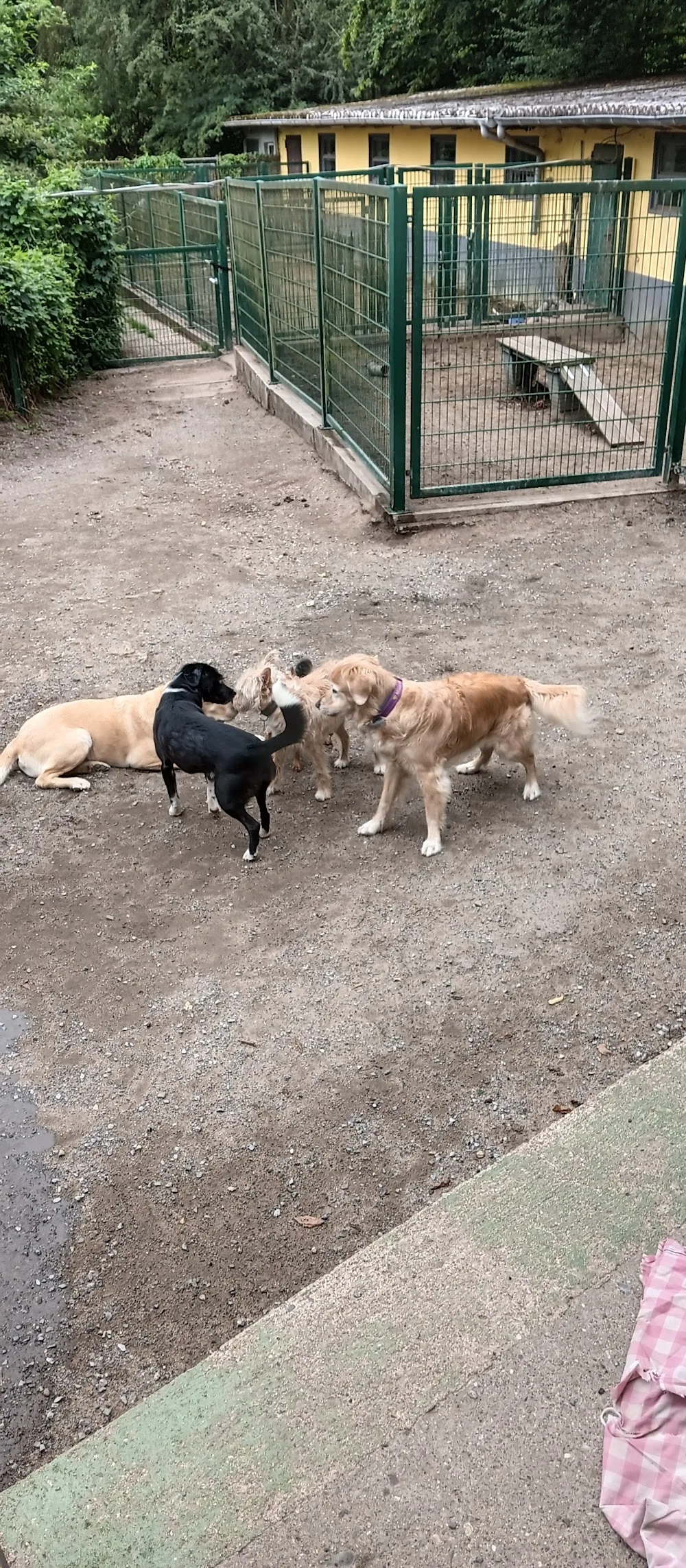 Tierpension Deterding GmbH - Hattingen pet otel