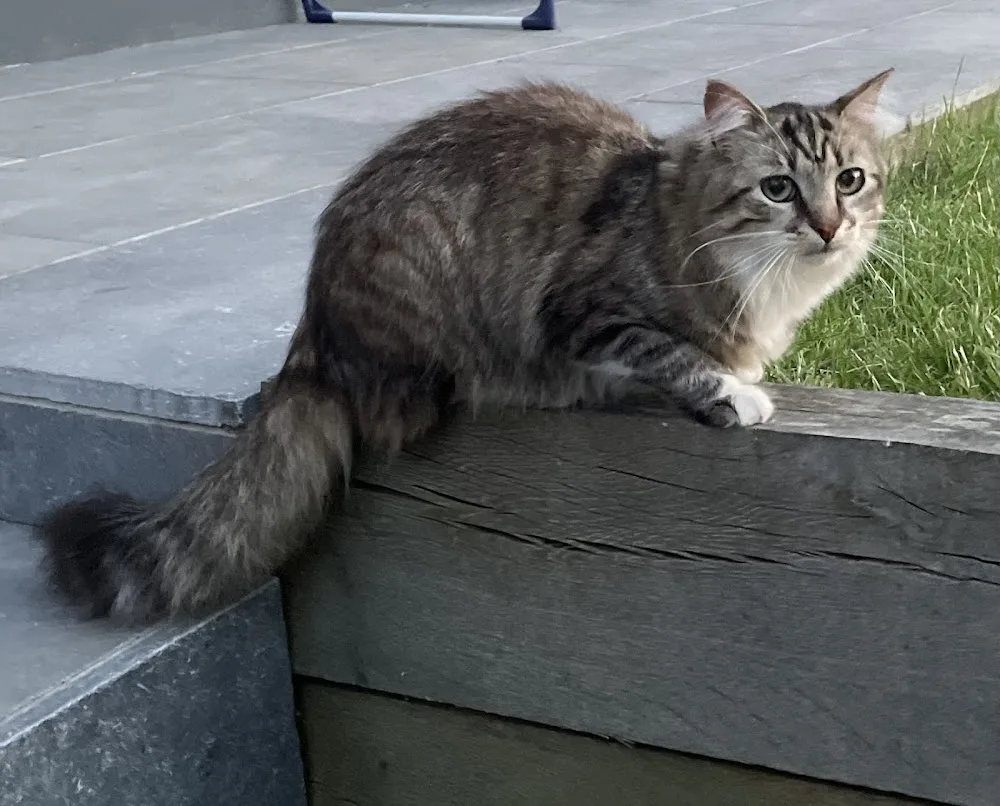 Assumtoutou | Garde d'animaux | Promenade | Chats, Chiens, NAC - Haubourdin pet otel görseli 2