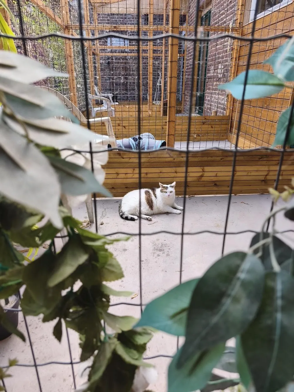 Aux Chats Paisibles - Haubourdin pet otel