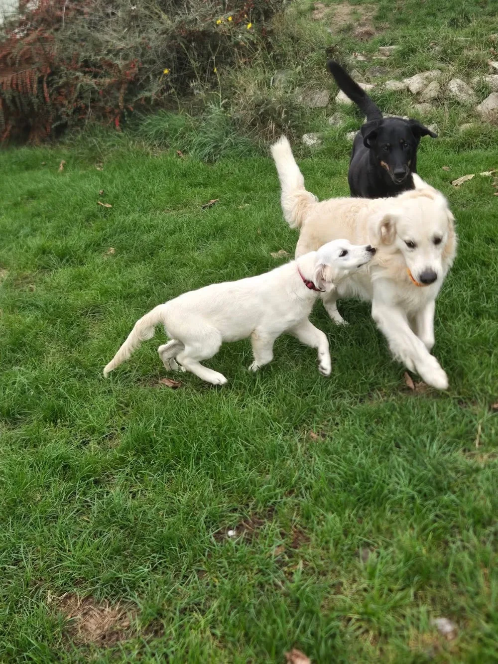 CANI-LOGIC - Haubourdin pet otel görseli 3