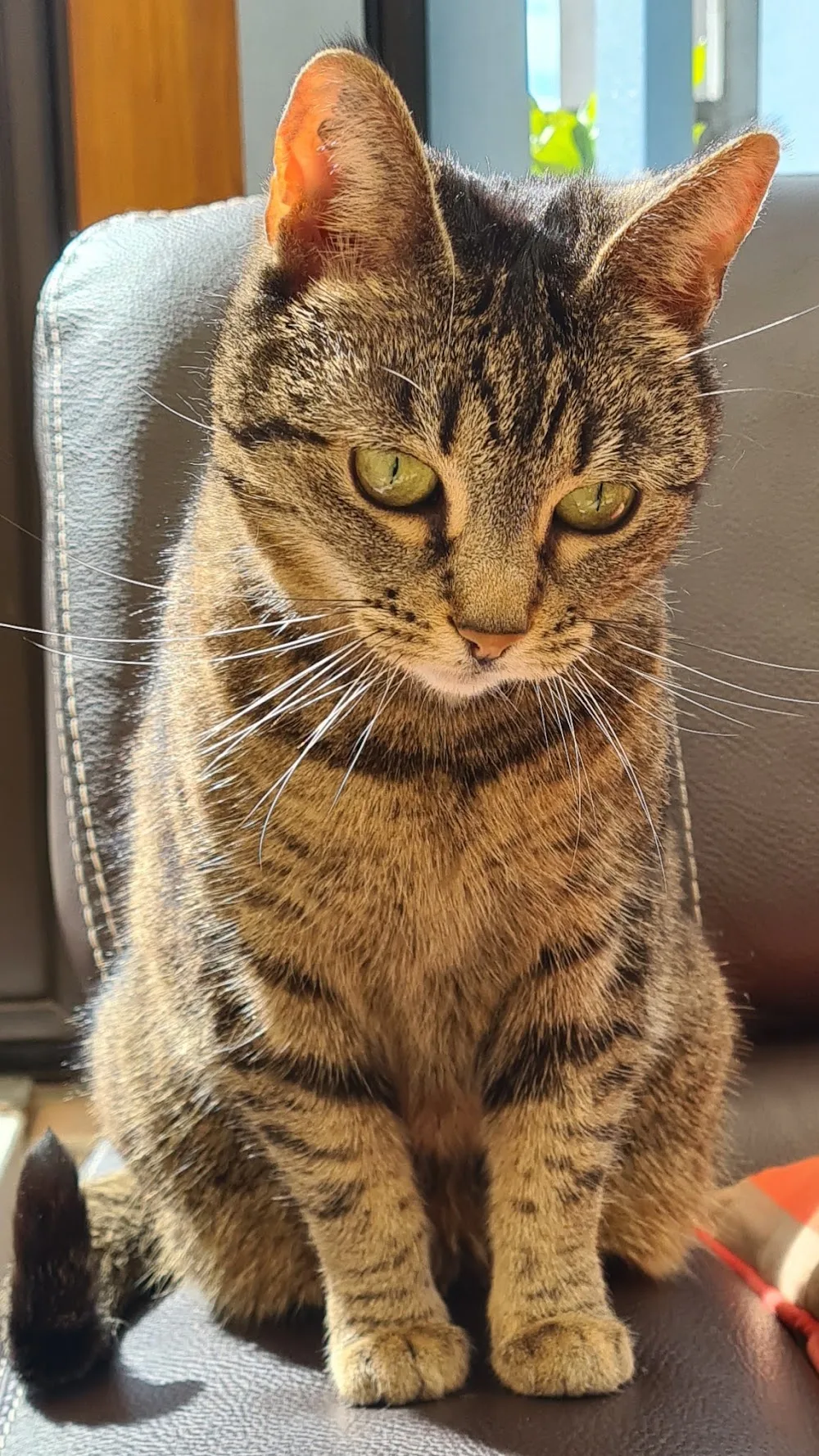 CATS HOME 59 - Ilona - petsitter (garde d'animaux) & comportementaliste félin : Ronchin, Lille, Fâches Thumesnil + 8 km. - Haubourdin pet otel görseli 3