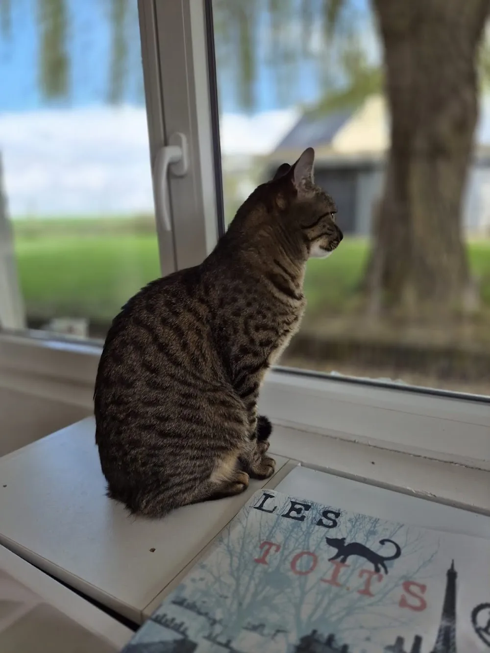 Center Cats - Haubourdin pet otel