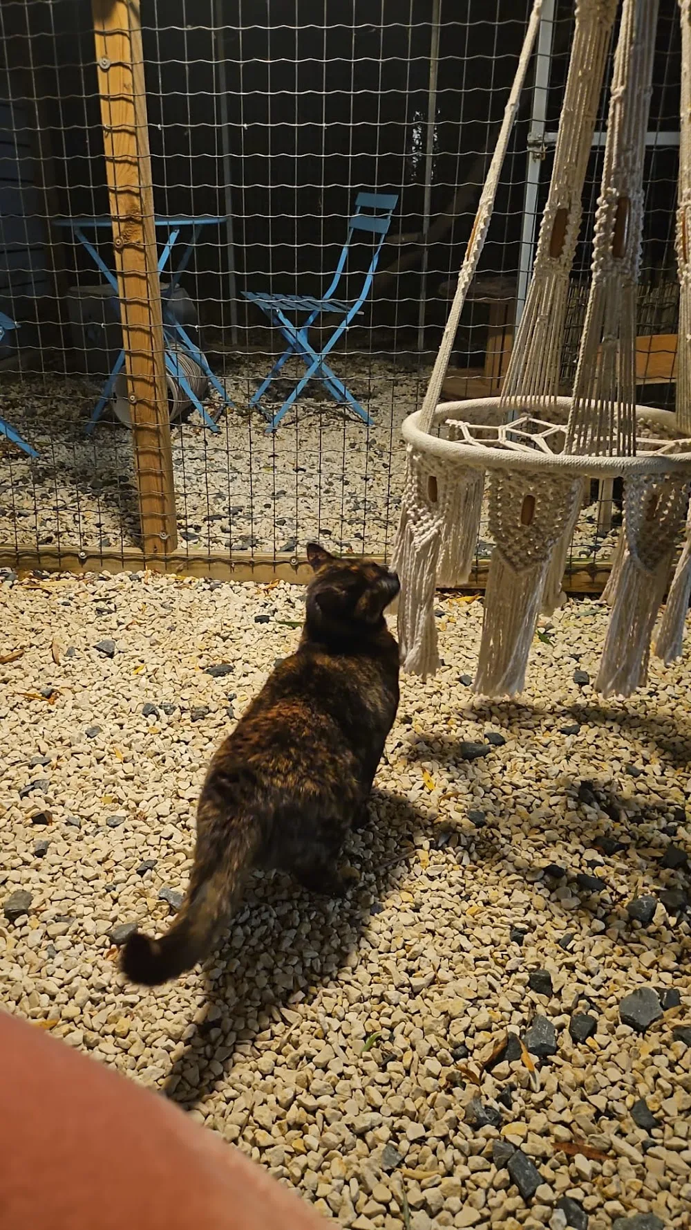 Center Cats - Haubourdin pet otel görseli 3