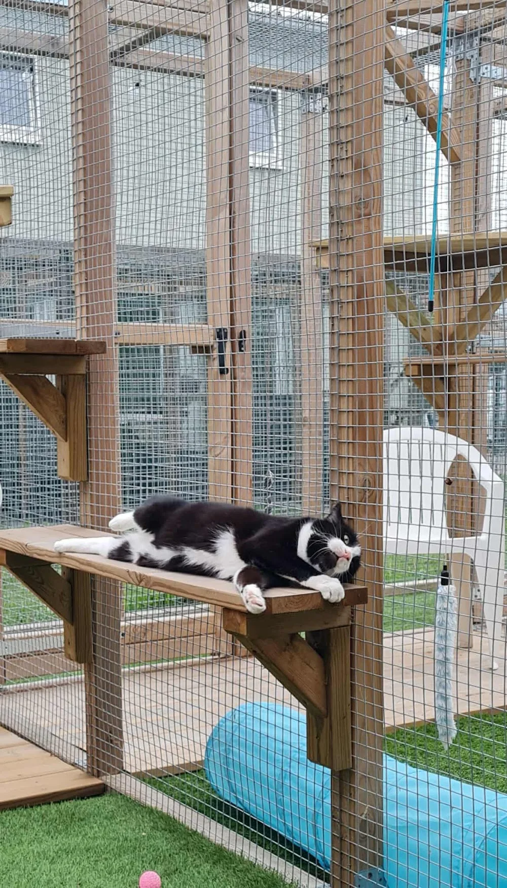 En Féline Compagnie - Haubourdin pet otel