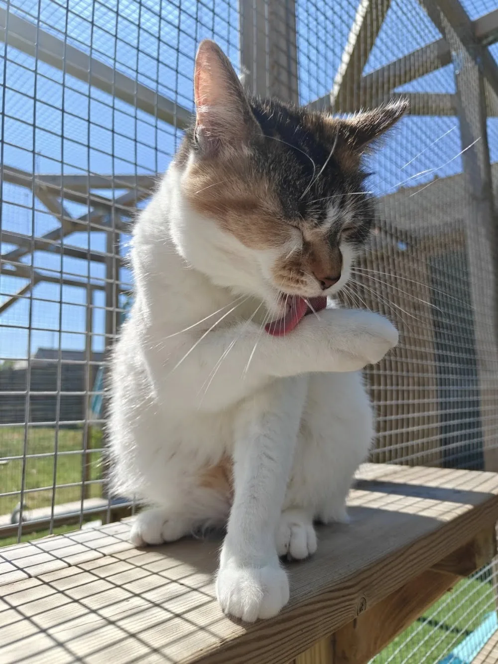 En Féline Compagnie - Haubourdin pet otel görseli 3