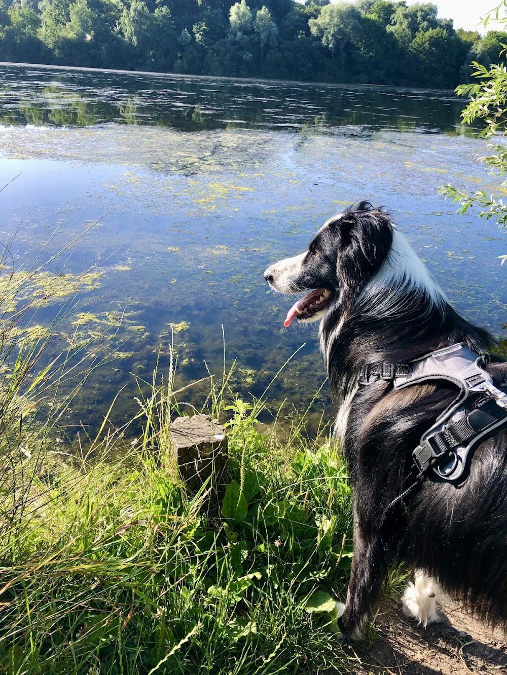 J'Educ Zen - Educateur comportementaliste canin/Pension canine - Haubourdin pet otel