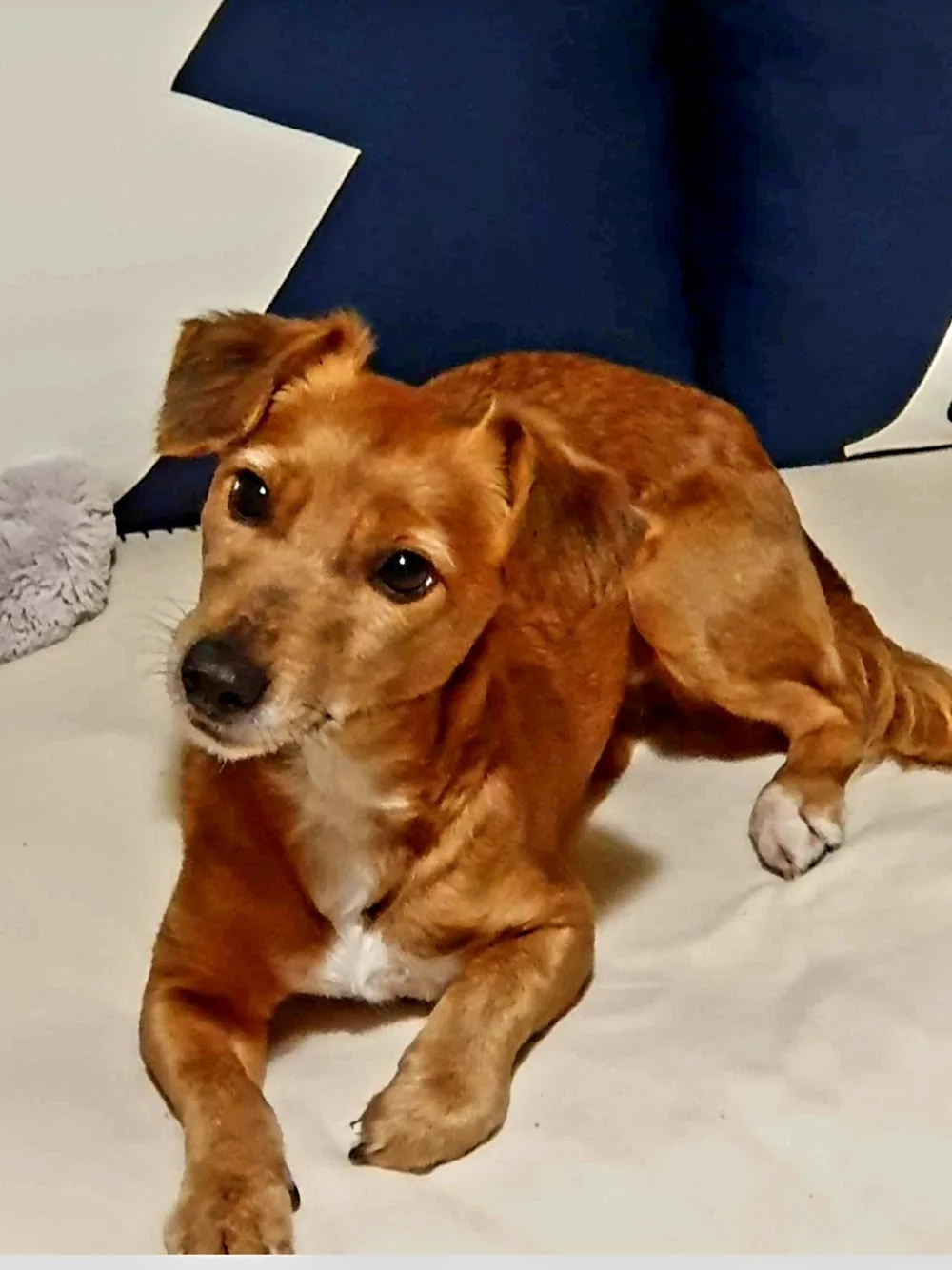 J'Educ Zen - Educateur comportementaliste canin/Pension canine - Haubourdin pet otel görseli 3