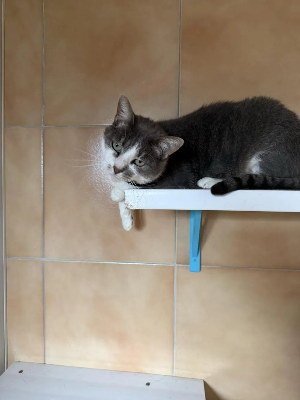 La Chatounerie - Haubourdin pet otel
