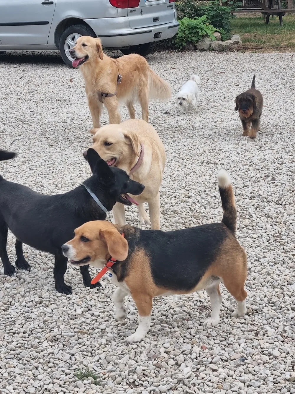 Pension Canine Elliot et Compagnie - Haubourdin pet otel görseli 2