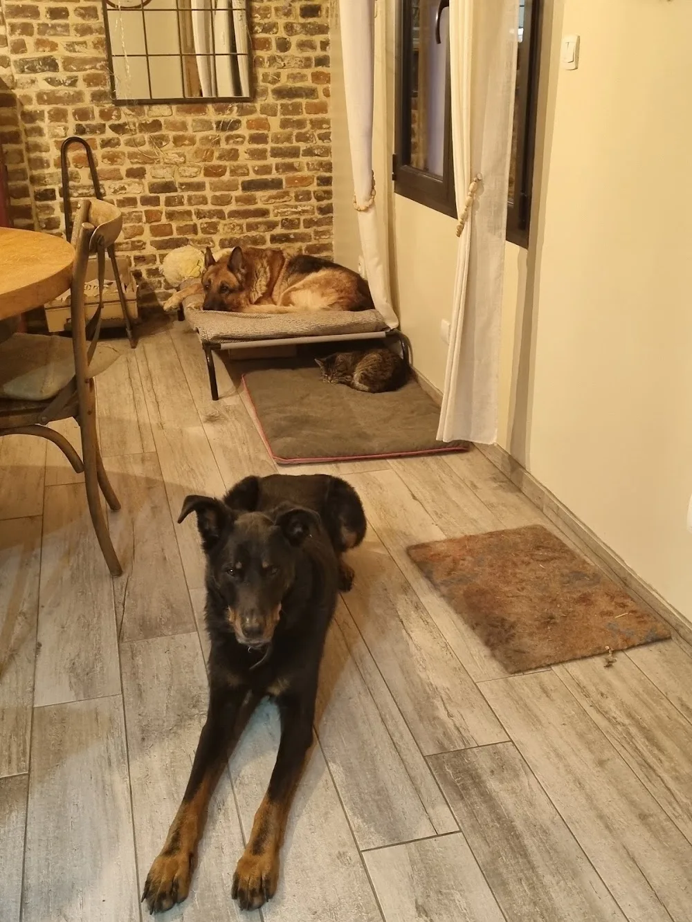 Pension Canine Elliot et Compagnie - Haubourdin pet otel görseli 3