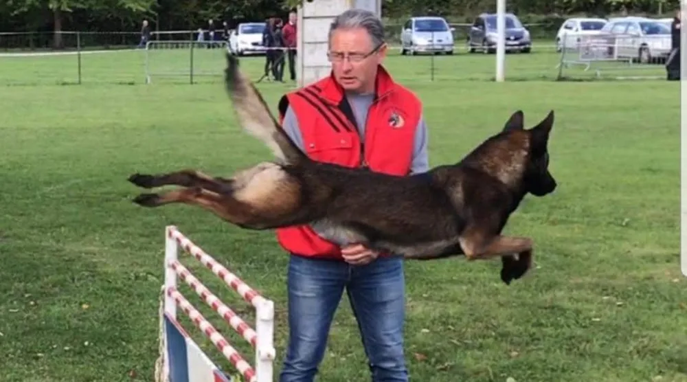 Pension Canine Familydog59 et Élevage de Bergers Belges Malinois - Haubourdin pet otel görseli 3