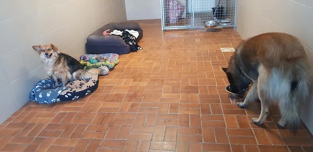 Pension Canine Florent Plomion - Haubourdin pet otel görseli 3