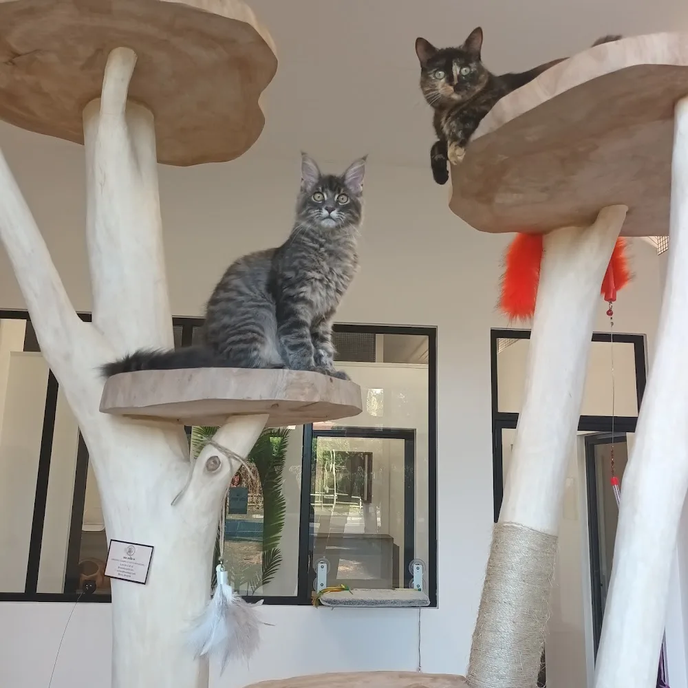 Villa NatCat - Haubourdin pet otel görseli 2