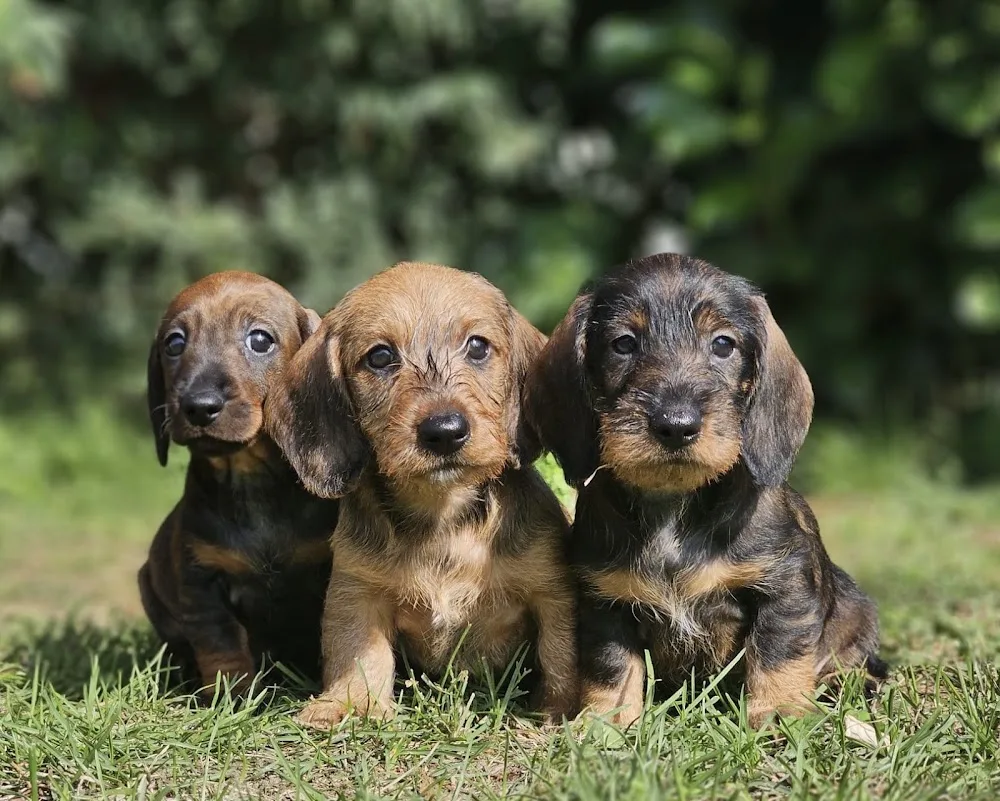 Domaine de Sanctae Crucis : Élevage de Berger Allemand et pension canine dans le Haut-Rhin en France - Haut-Rhin pet otel görseli 3