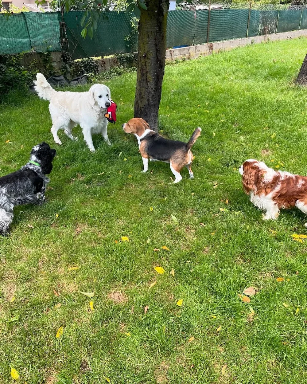 Fanny pension canine - Haut-Rhin pet otel