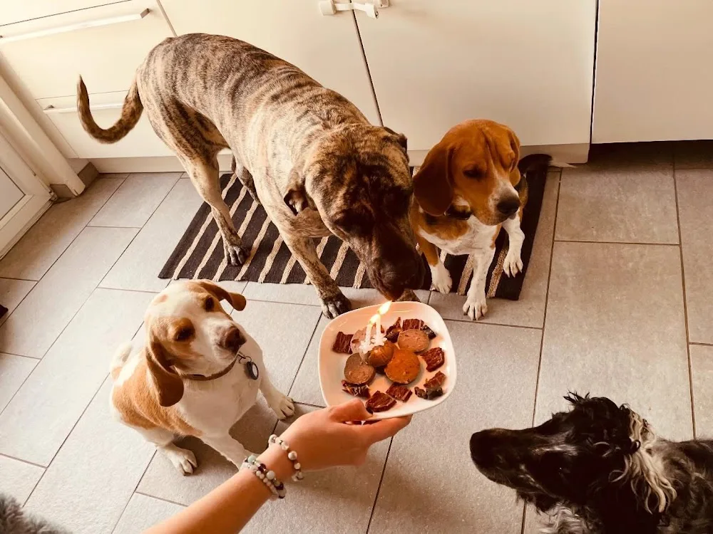 Fanny pension canine - Haut-Rhin pet otel görseli 3