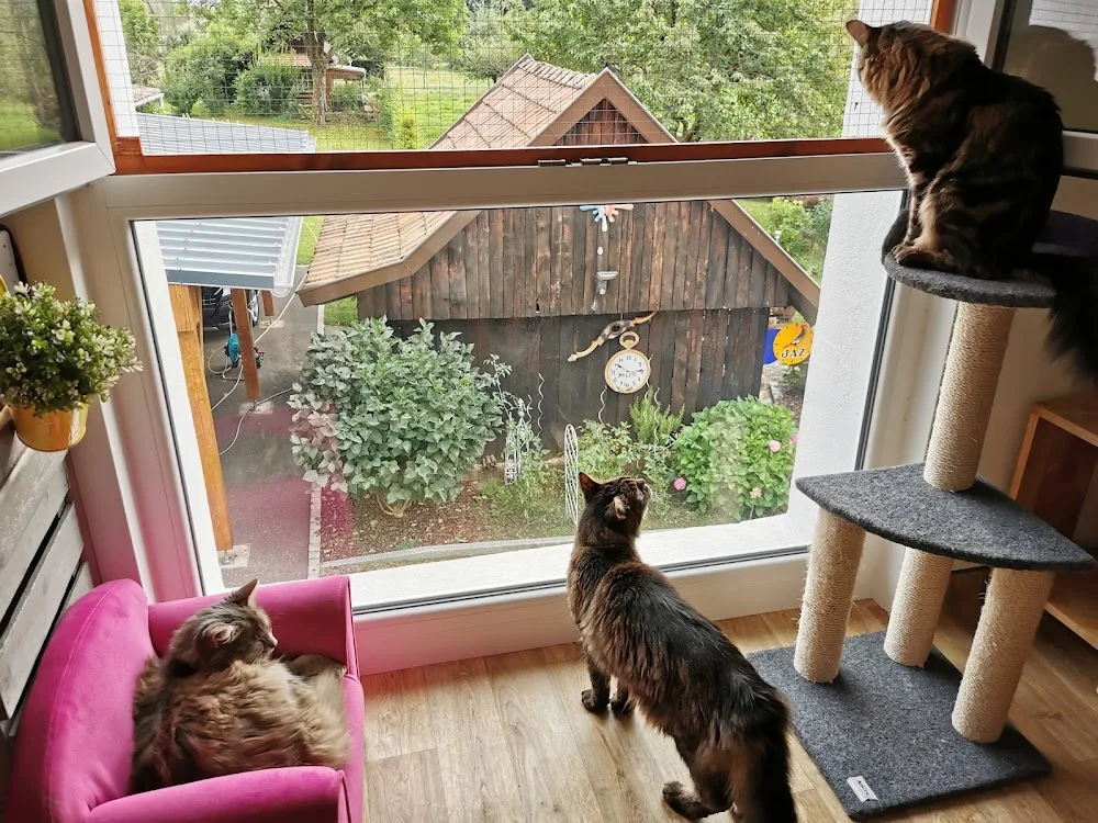 Pension Féline et Canine de Moosch - Haut-Rhin pet otel görseli 3