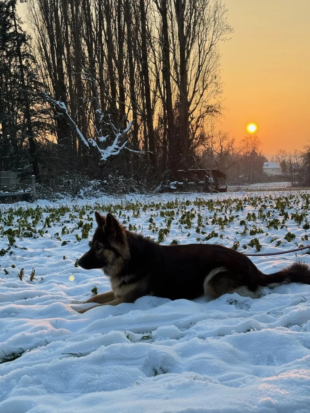 Pets Island - Mulhouse, Colmar et alentours - Haut-Rhin pet otel