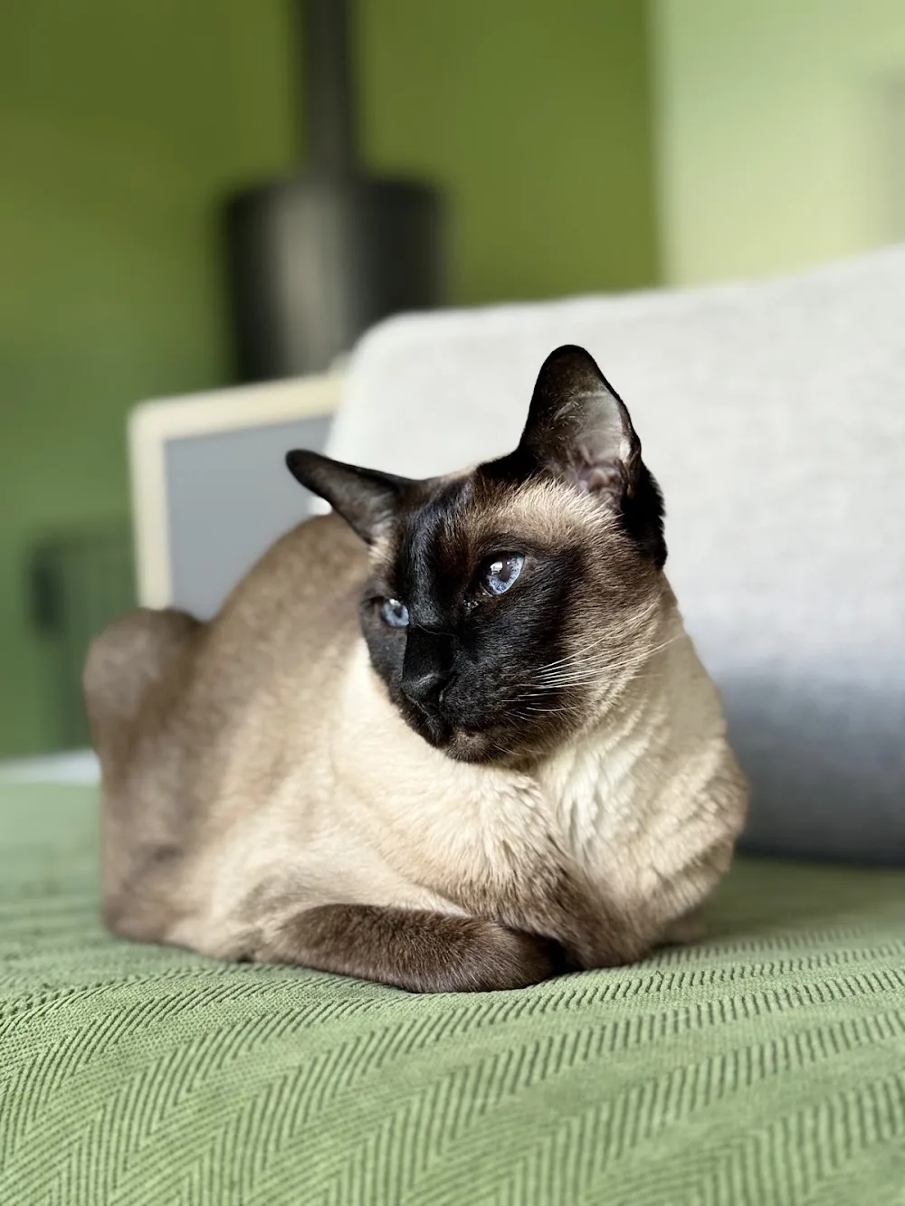 Pets Island - Mulhouse, Colmar et alentours - Haut-Rhin pet otel görseli 3