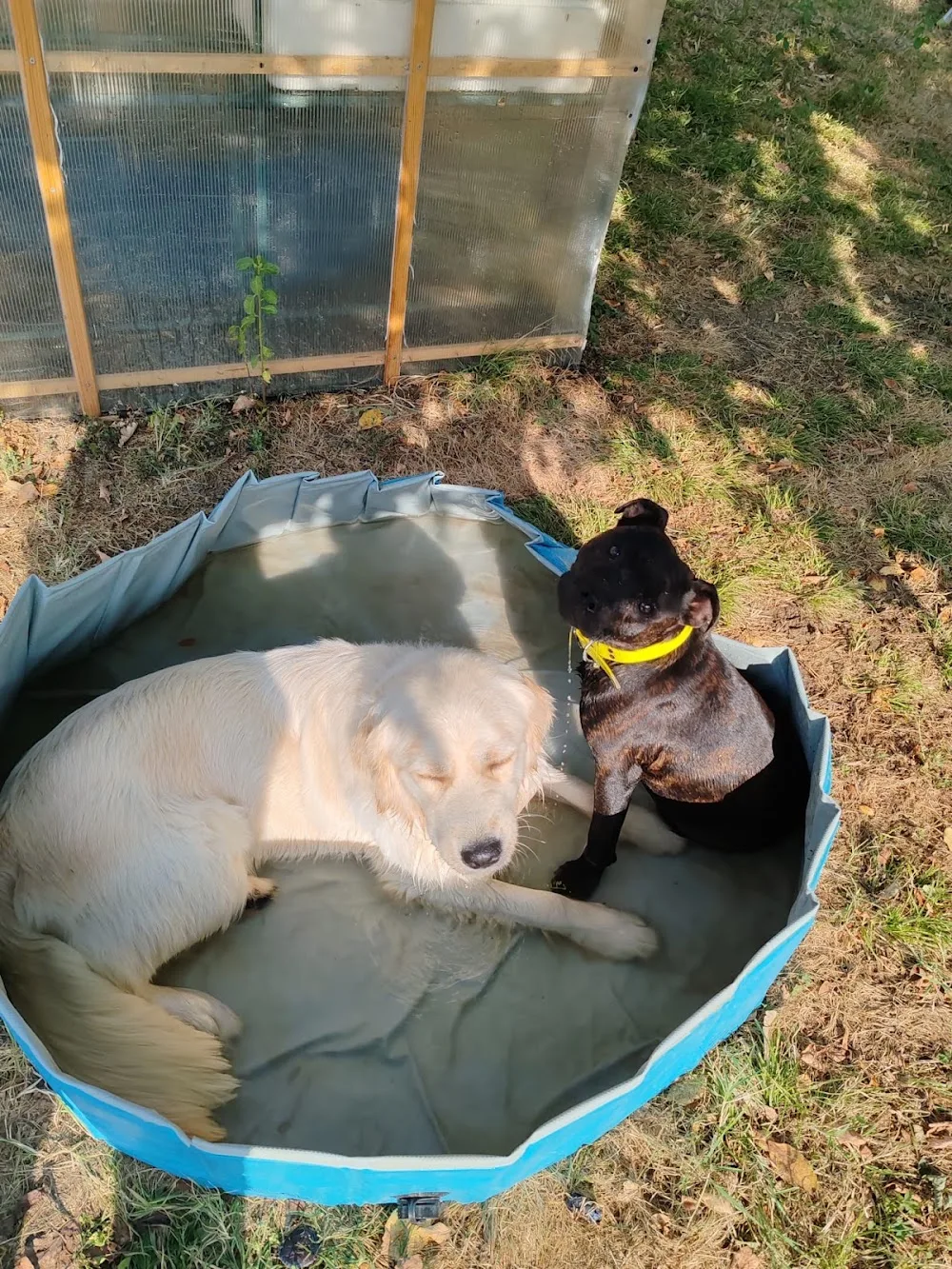 Au Bonrepos Canin - Haute-Garonne pet otel