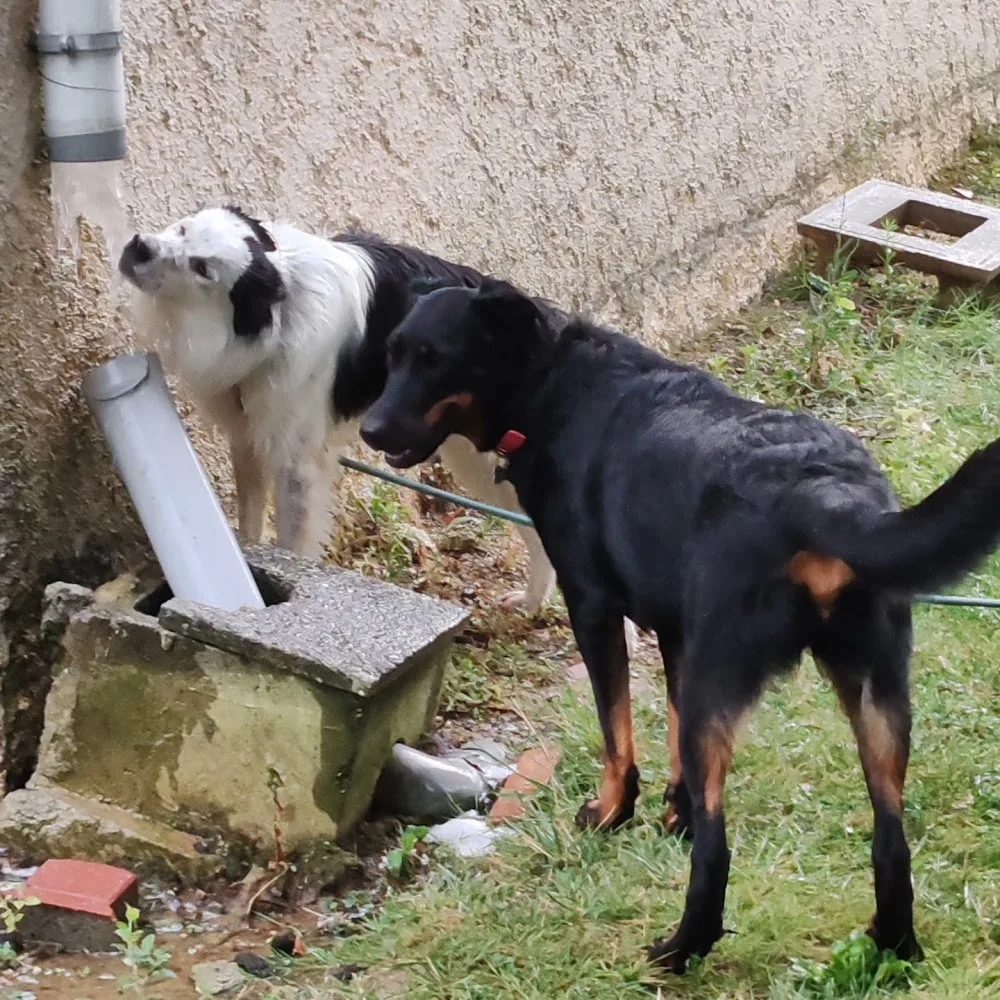 Au Bonrepos Canin - Haute-Garonne pet otel görseli 3