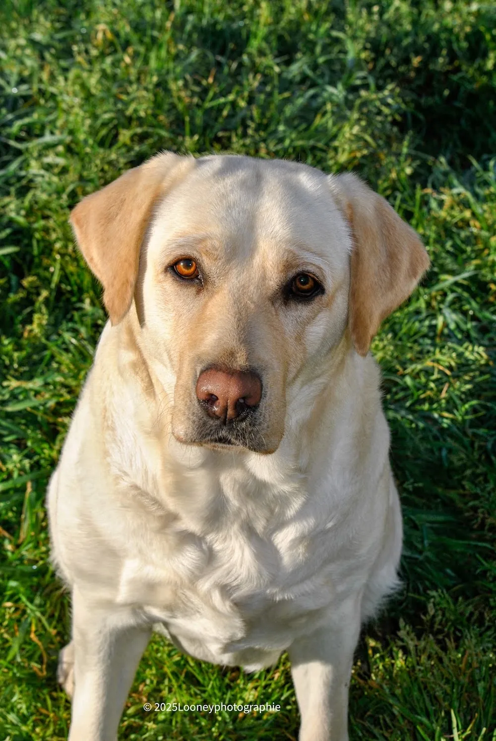 Dog Holiday 31 - Haute-Garonne pet otel