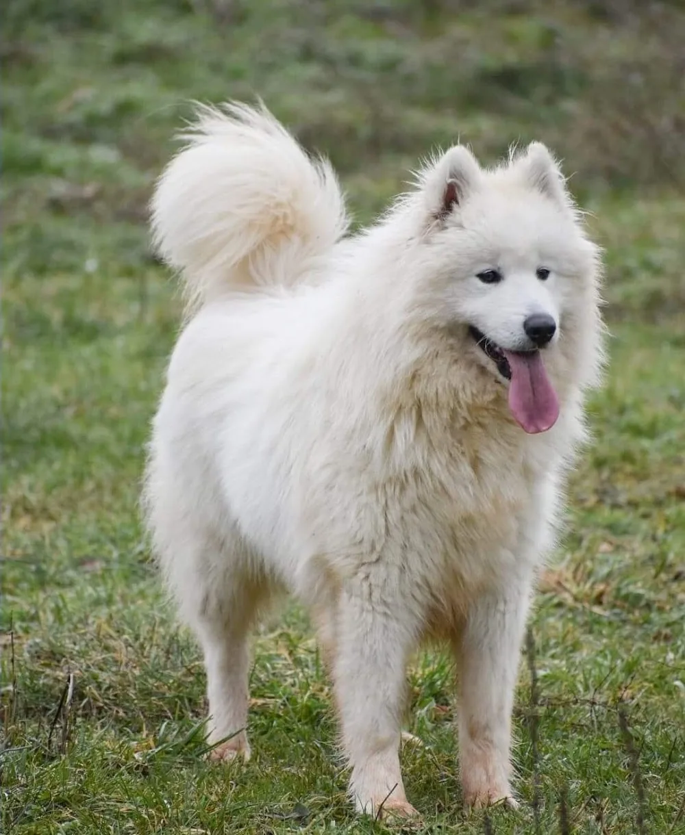 Elevage & Pension canine LA BELLE ETOILE - Haute-Garonne pet otel