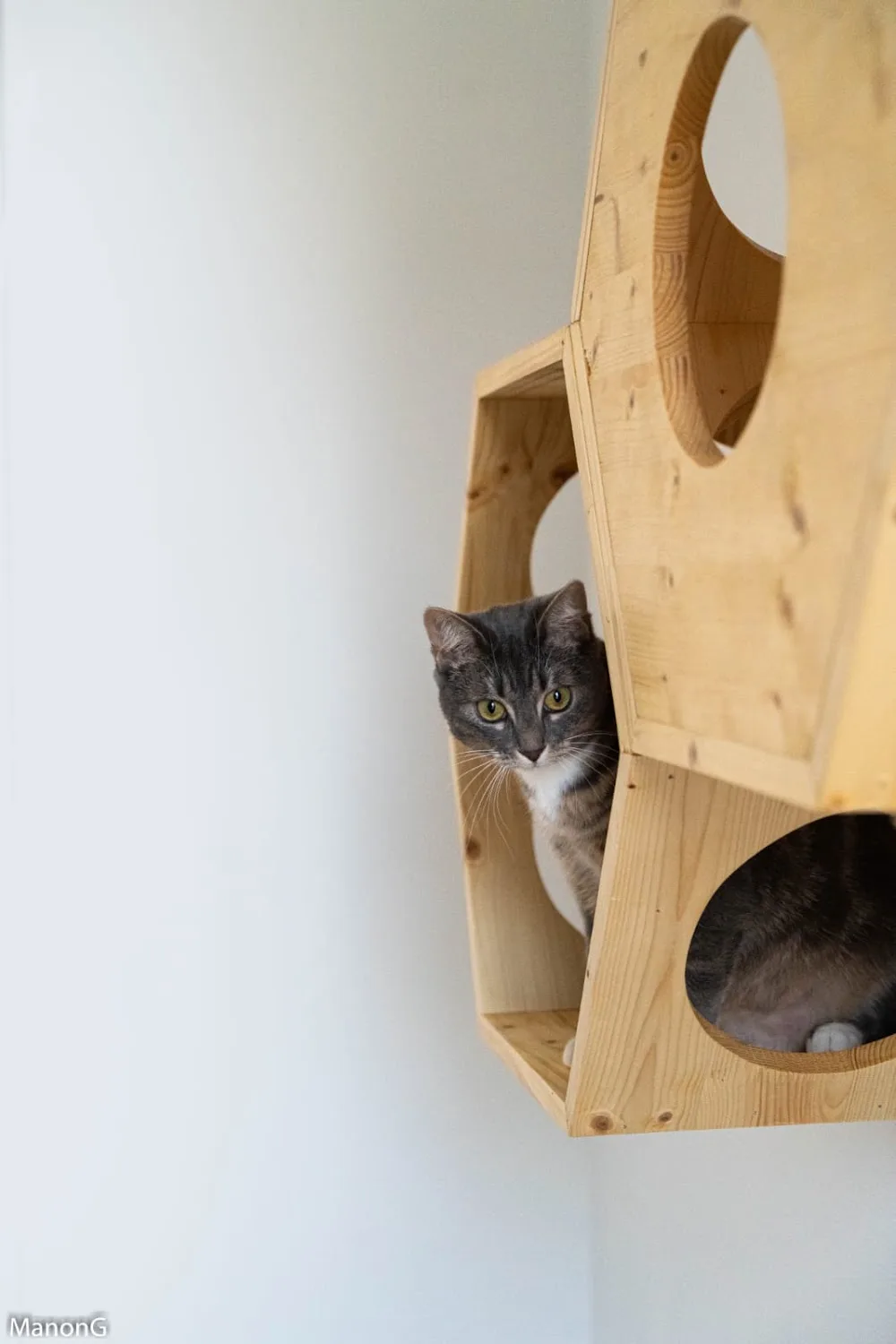 Just For Cats - Haute-Garonne pet otel