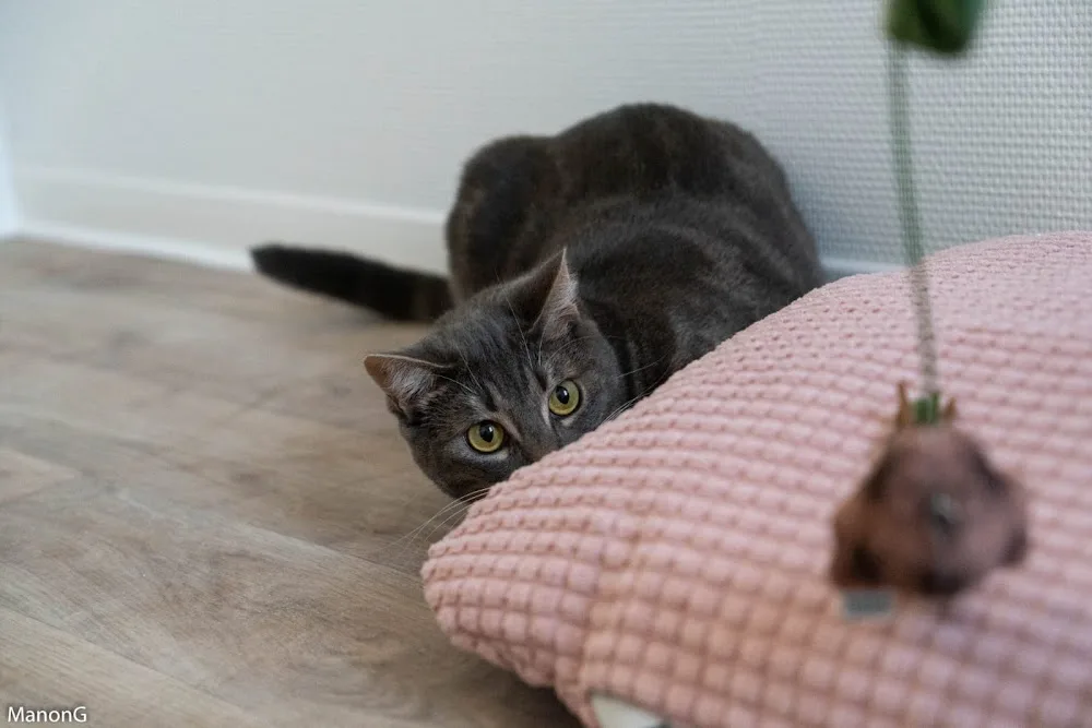 Just For Cats - Haute-Garonne pet otel görseli 3