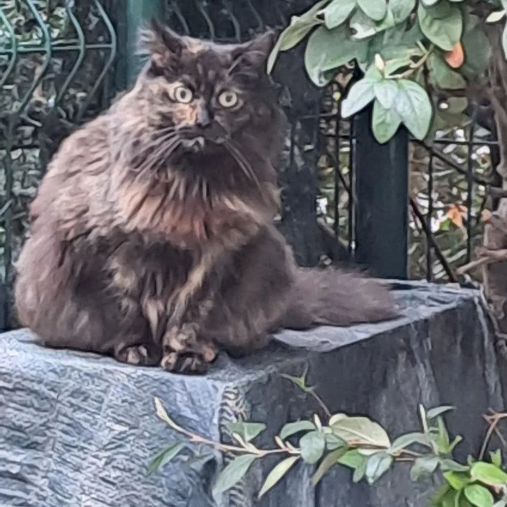 Just For Cats - Haute-Garonne pet otel görseli 4