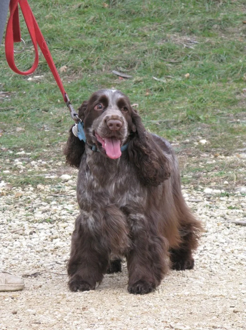 La Rivière d'Opale - Elevage & Pension canine - Haute-Garonne pet otel görseli 6