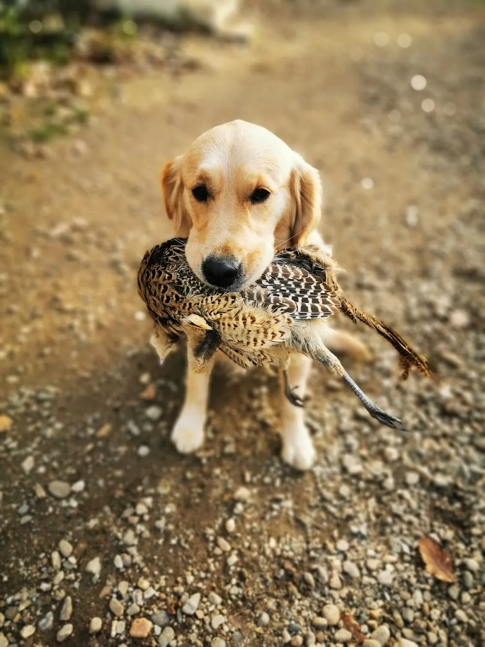 La Rivière d'Opale - Elevage & Pension canine - Haute-Garonne pet otel görseli 7