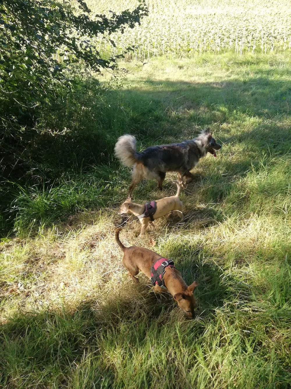 Les Toutous de Mag - Haute-Garonne pet otel