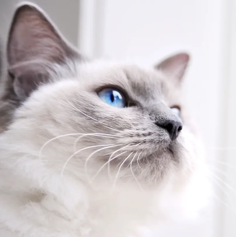 MyCatHome - Haute-Garonne pet otel görseli 2