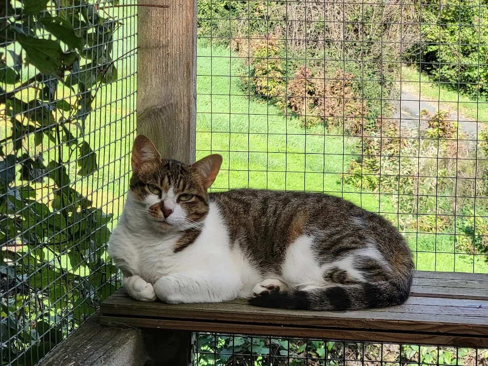 PENSION ENTRE CHATS Toulouse/Saint Orens - Haute-Garonne pet otel görseli 3